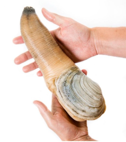 Geoduck Yes, It’s Weird—and Worth It