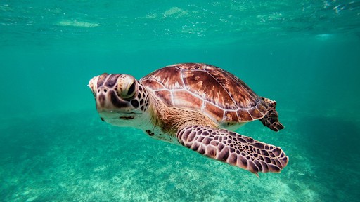 underwater scenes captured during snorkeling