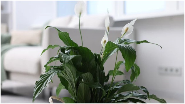 Adding Visual Inspiration