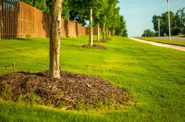 Strategic-Use-of-Mulch-and-Ground-Covers